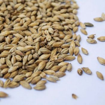 Foto Armazém Insumos Cervejeiros